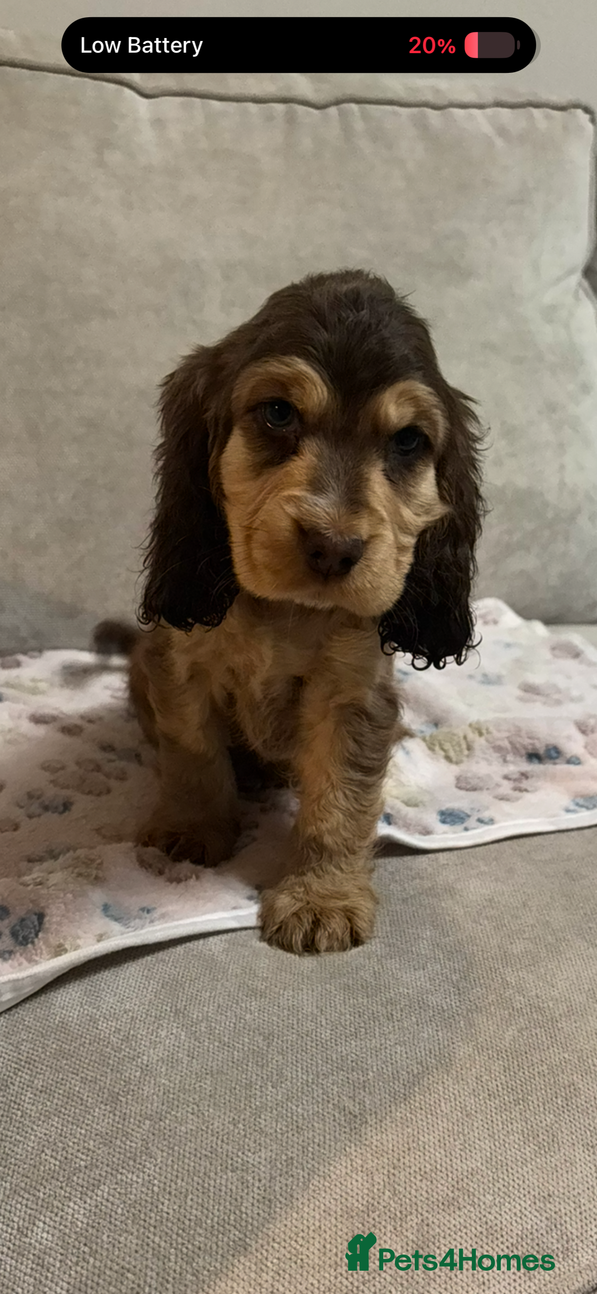 Cocker Spaniel dogs ✨ Gorgeous Litter of 6 Show Cocker Spaniels✨ - Advert 5