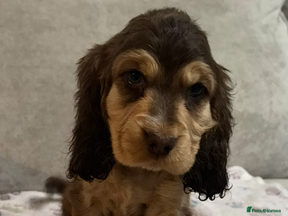 Cocker Spaniel dogs ✨ Gorgeous Litter of 6 Show Cocker Spaniels✨ - Advert 5