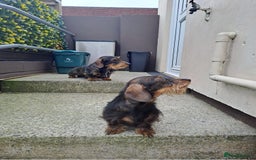 Miniature Dachshund dogs for sale: Wired hair miniature Dachshunds  - Image 8