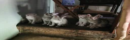 Bengal cats for sale:  Silver, Snow & brown Spotted Bengal Kittens - Advert 10