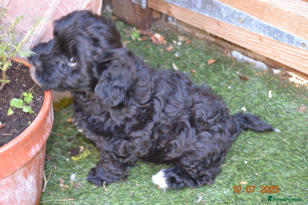Shihpoo dogs for sale: rare black shipoos - Image 22