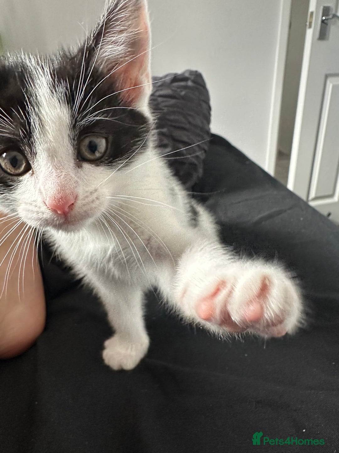 American Shorthair cats for sale: Kittens for sale  - Image 11