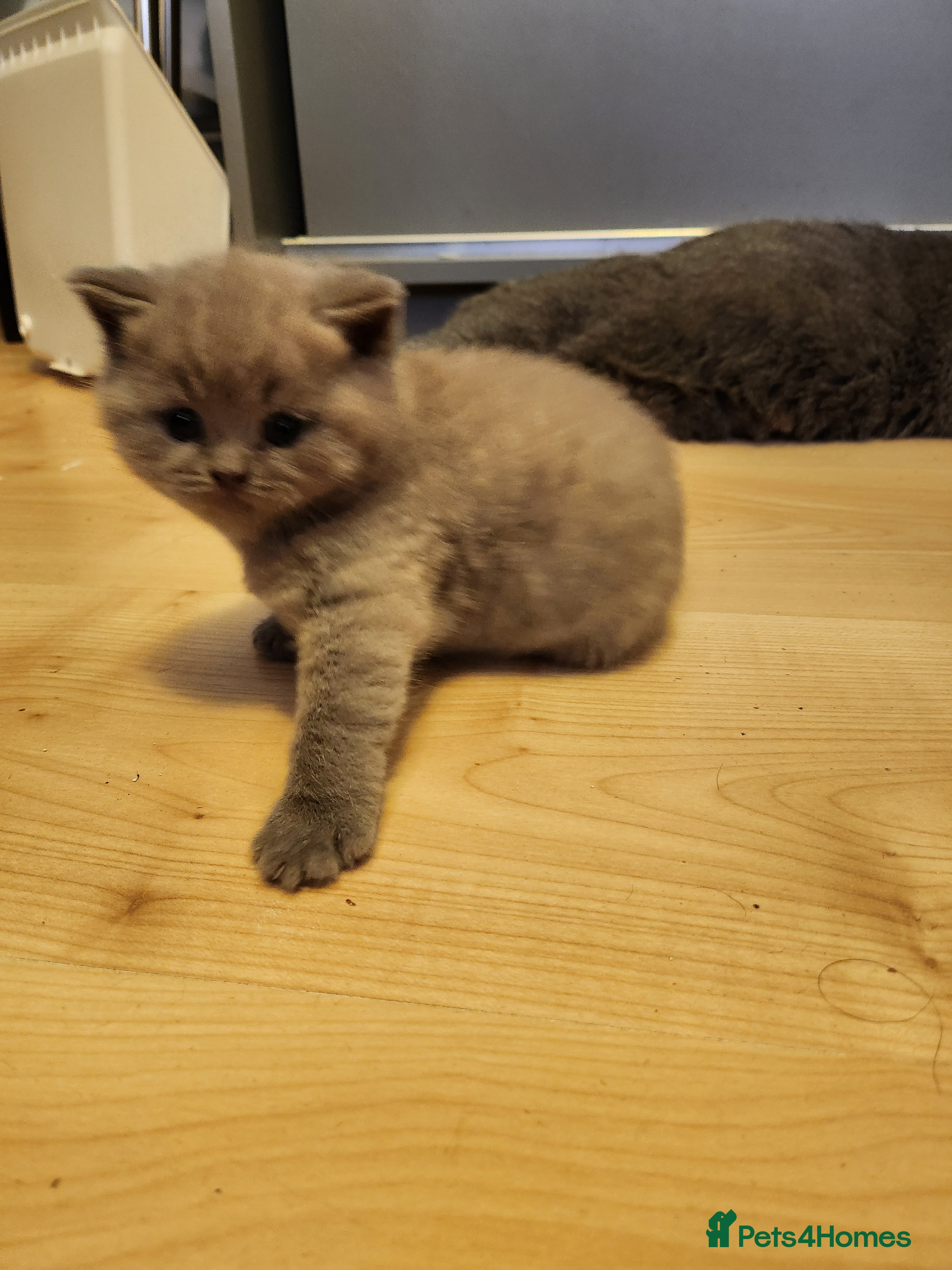 British Shorthair cats Brithish shorthair kittens  - Advert 2