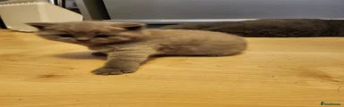 British Shorthair Kitten 3