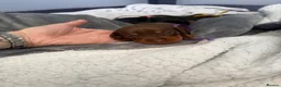 Miniature Dachshund dogs for sale: 6x miniature dachshund puppies - Advert 22