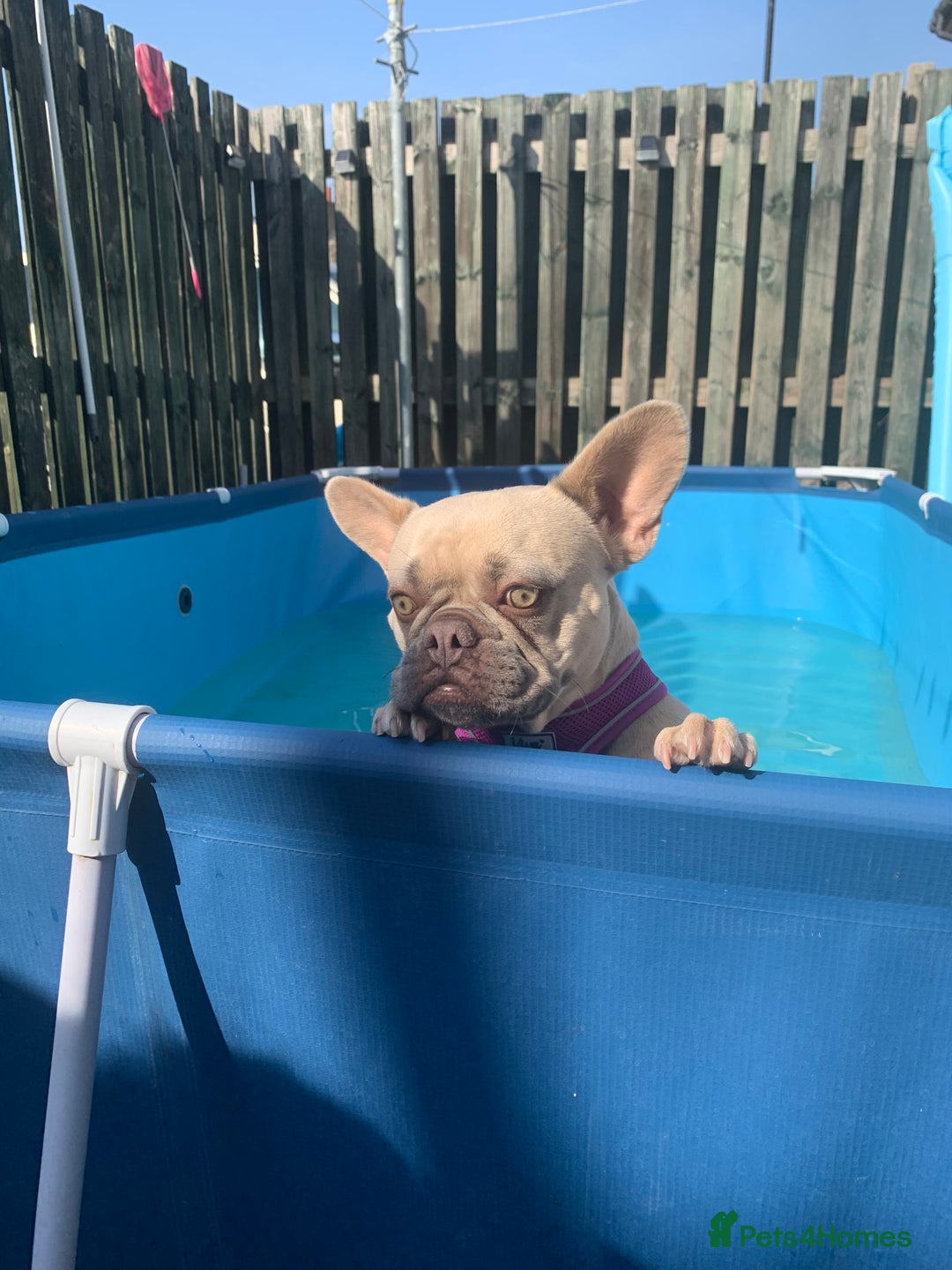 French Bulldog dogs for sale: 3 year old girl French bulldog  - Image 2
