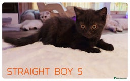Scottish Fold cats for sale: SCOTTISH FOLD KITTENS ( DELIVERY  AVAILABLE) - Image 6