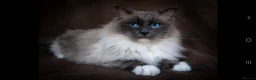 Ragdoll cats for sale: 3 blue point ragdoll kittens for sale - Advert 24