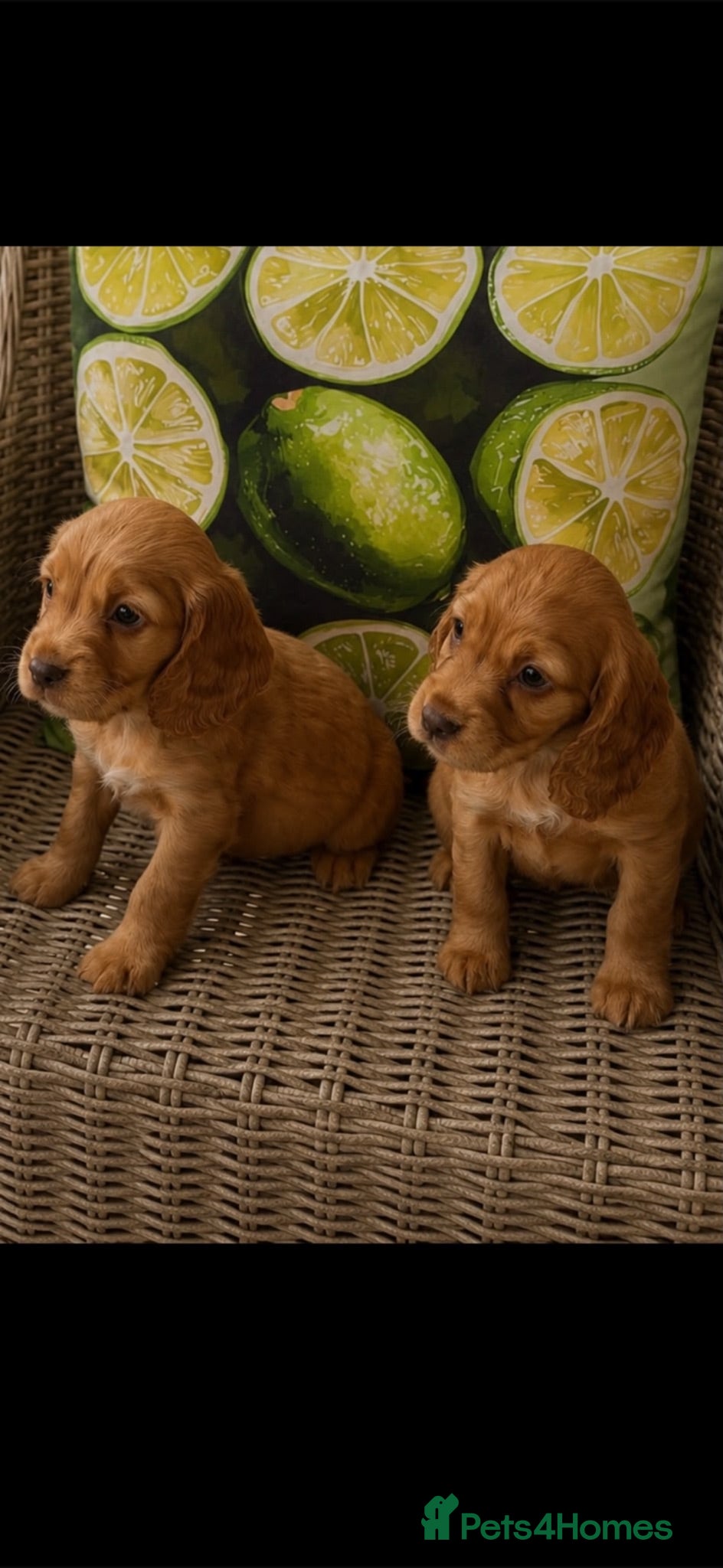 Cocker Spaniel dogs ** kc registered cocker Spaniel puppies** - Advert 2