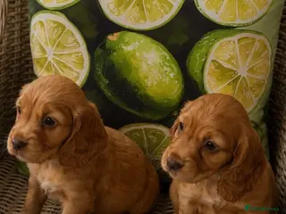 Cocker Spaniel dogs ** kc registered cocker Spaniel puppies** - Advert 2