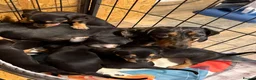 Chiweenie dogs for sale: Chiweenie pups for sale  - Advert 4
