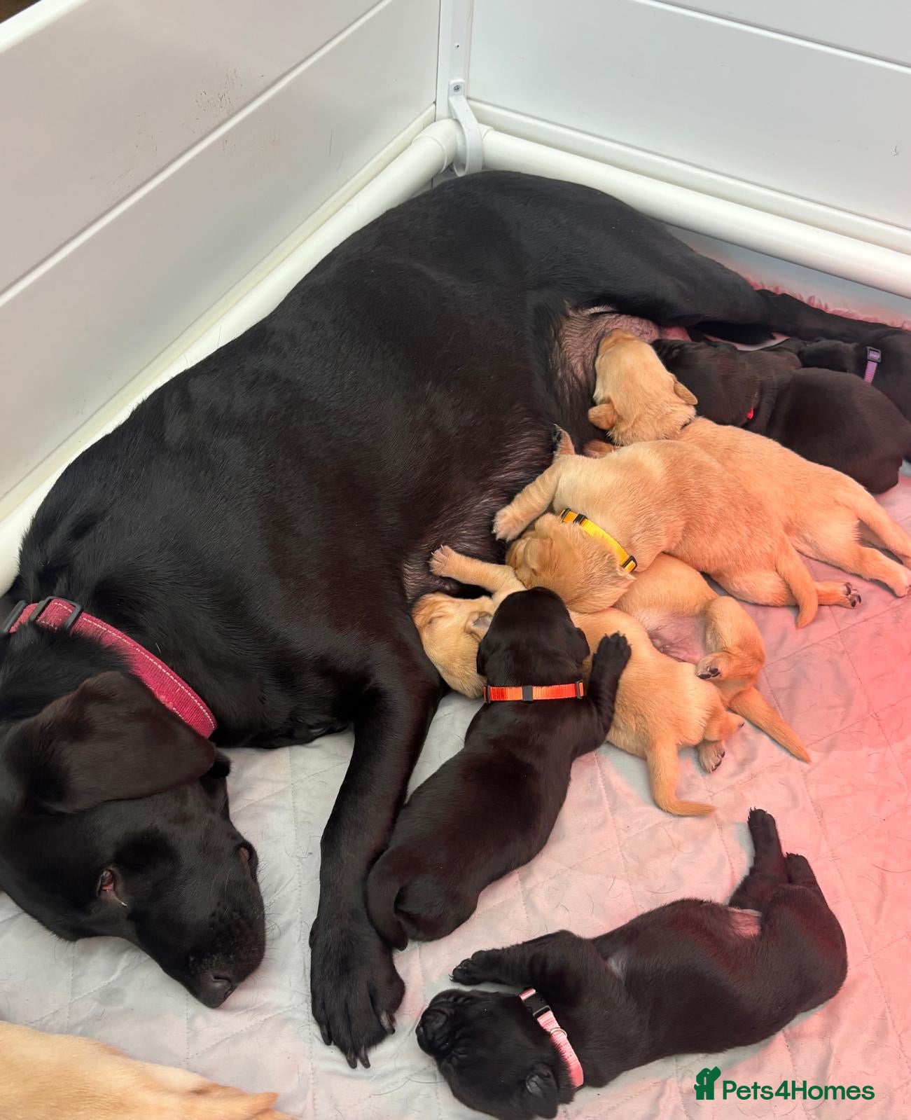 Labrador Retriever dogs KC Registered Labrador puppies  - Advert 3