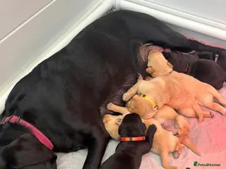 Labrador Retriever dogs KC Registered Labrador puppies - Advert 3