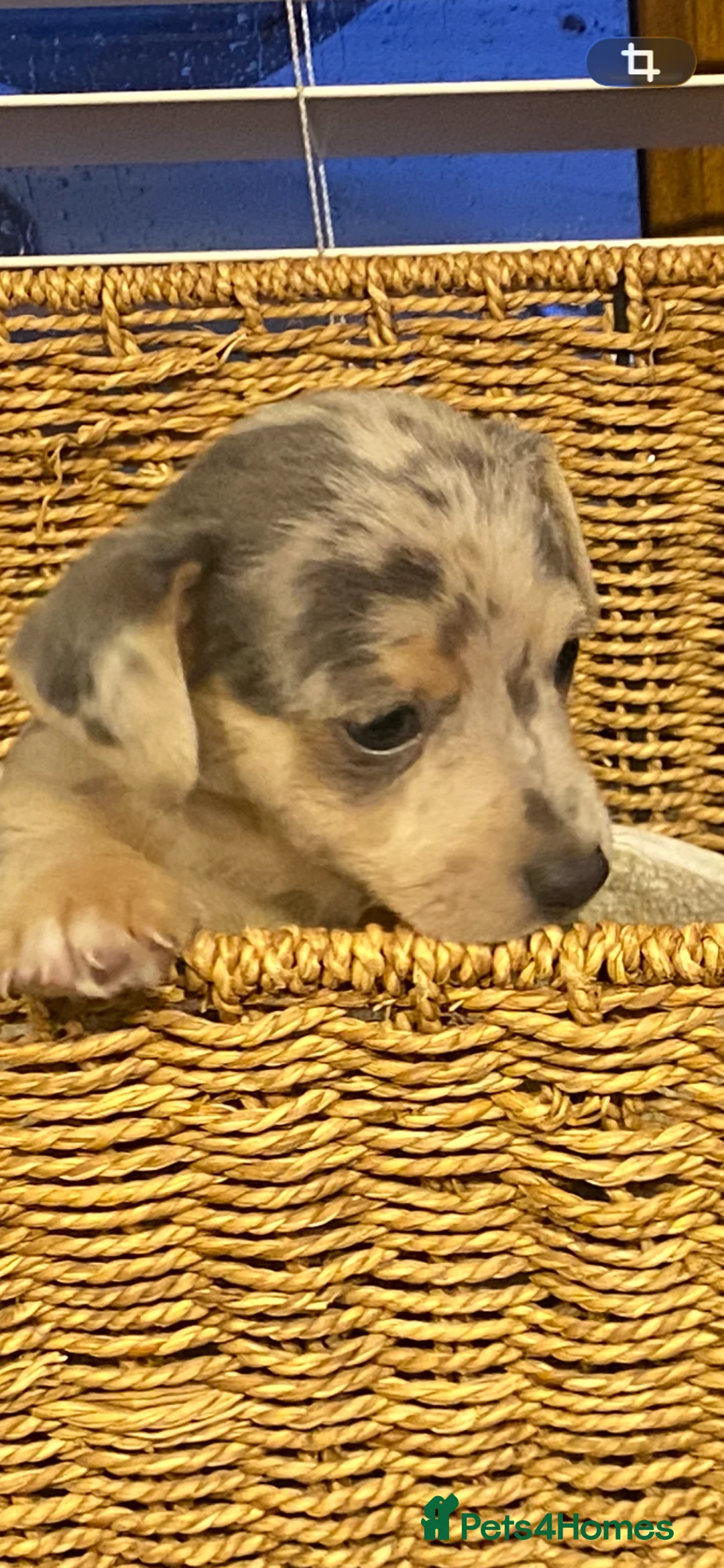Jack Russell dogs for sale: Stunning small type jack Russell. Pups - Advert 8