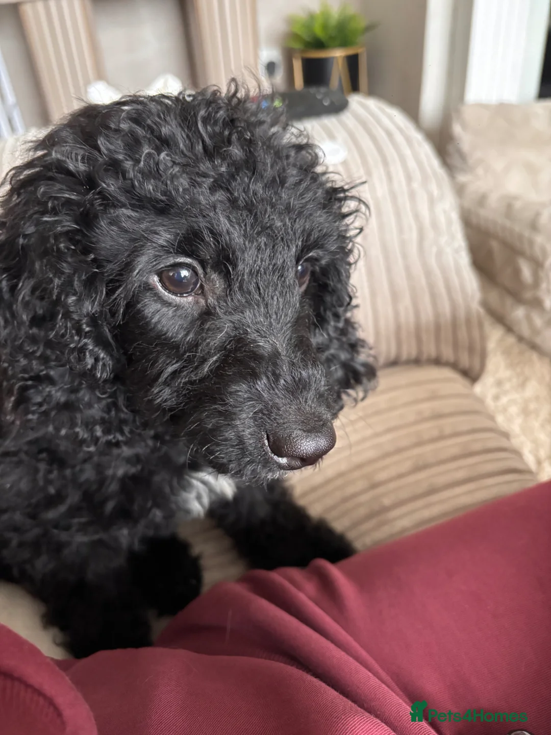 Cockapoo dogs for sale: Cockerpoo 16 weeks old - Advert 7