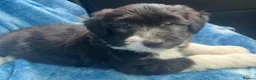 Bearded Collie dogs for sale: Beautiful Bearded Collie Puppies.  - Advert 9