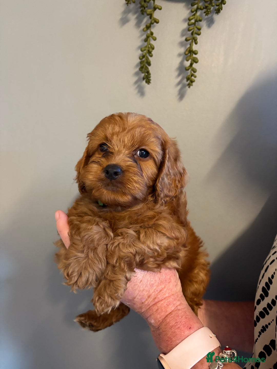 Cockapoo dogs for sale: Red F1 toy cockapoo puppies - Image 4