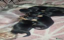Yorkshire Terrier dogs for sale: Exceptional quality yorkshire terrier puppies  - Image 1