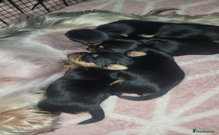Yorkshire Terrier dogs - Advert 10