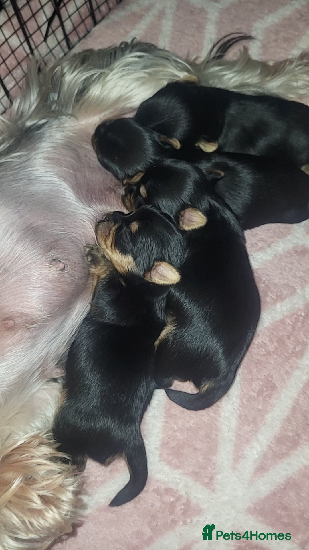 Yorkshire Terrier dogs for sale: Exceptional quality yorkshire terrier puppies  - Image 1