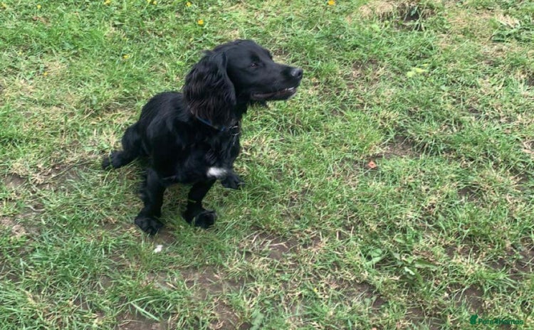 Cocker Spaniel dogs - Advert 3