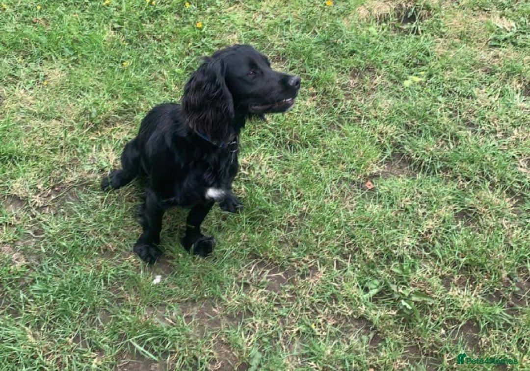Cocker Spaniel dogs for stud: Milo is looking to mate  - Image 1