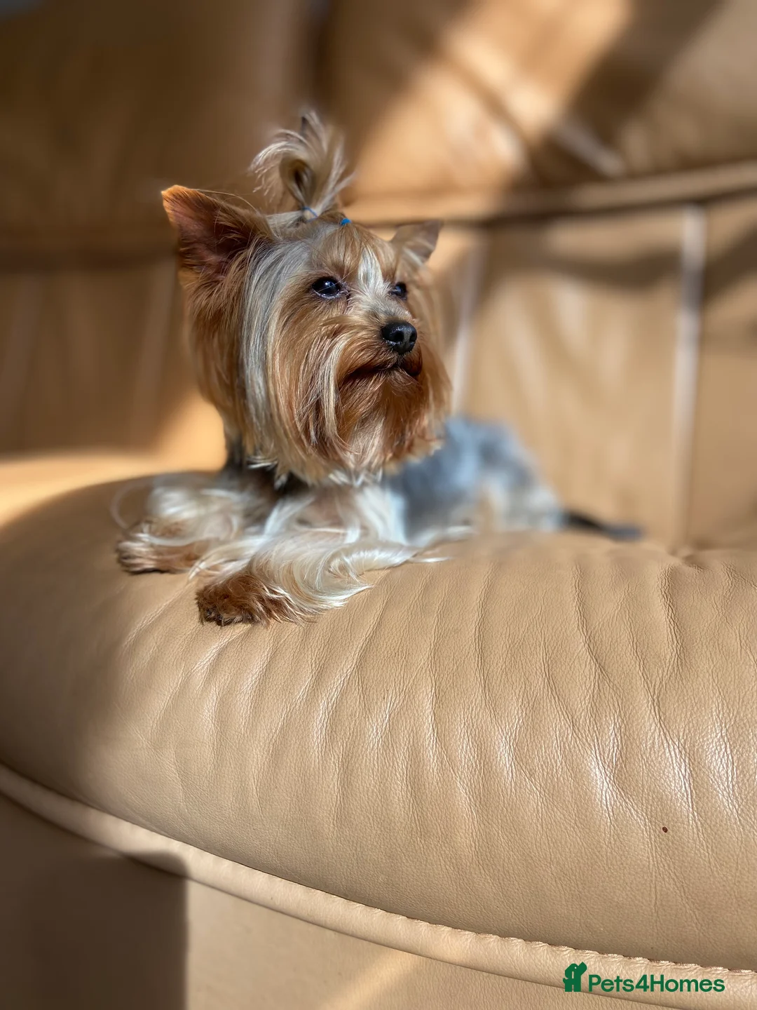 Yorkshire Terrier dogs for stud: Yorkshire terrier for stud  in Hornchurch - Advert 12