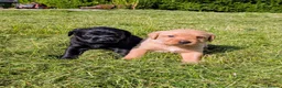 Labrador Retriever dogs for sale: Labrador puppies  in Oswestry - Advert 11