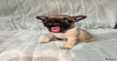 French Bulldog dogs Pedigree Mum Frenchy Pups-Gorgeous and ready soon! - Advert 16
