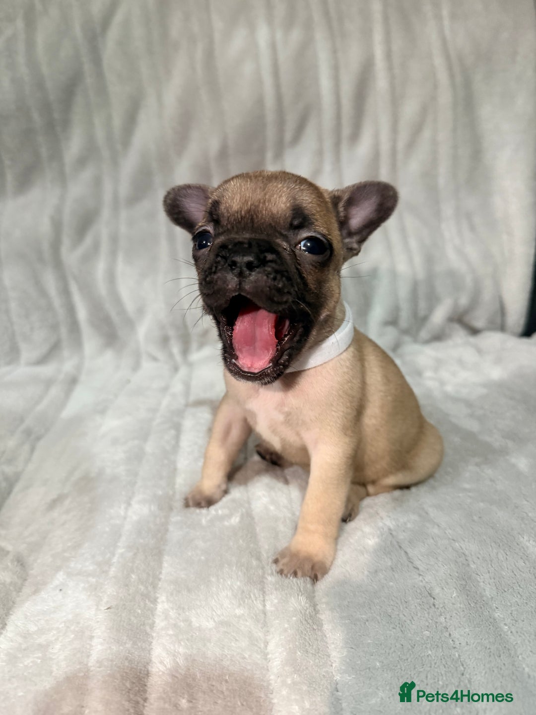 French Bulldog dogs for sale: Pedigree Mum Frenchy Pups-Gorgeous and ready soon! - Advert 2