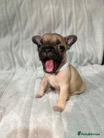 French Bulldog dogs Pedigree Mum Frenchy Pups-Gorgeous and ready soon! - Advert 5