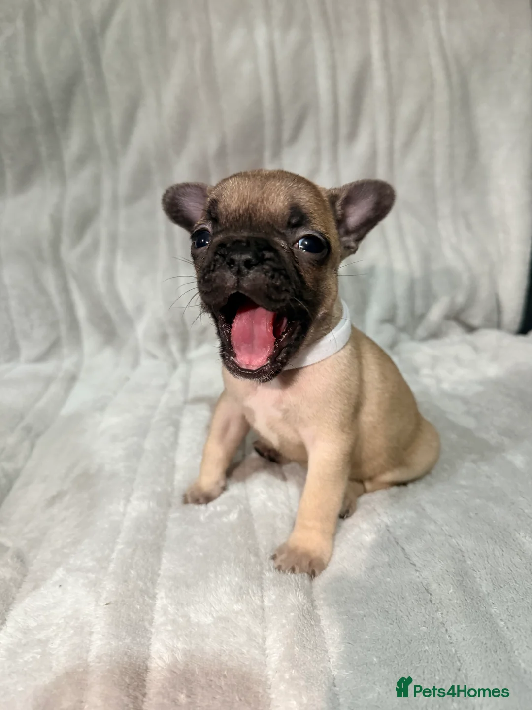French Bulldog dogs for sale: Pedigree Mum Frenchy Pups-Gorgeous  ! - Advert 6