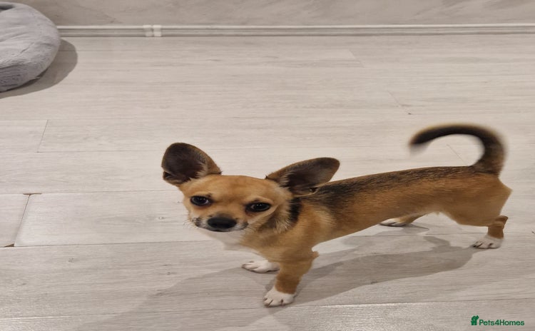 Chihuahua dogs for sale - Advert 1