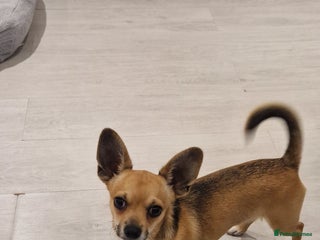 Chihuahua dogs - Advert 18
