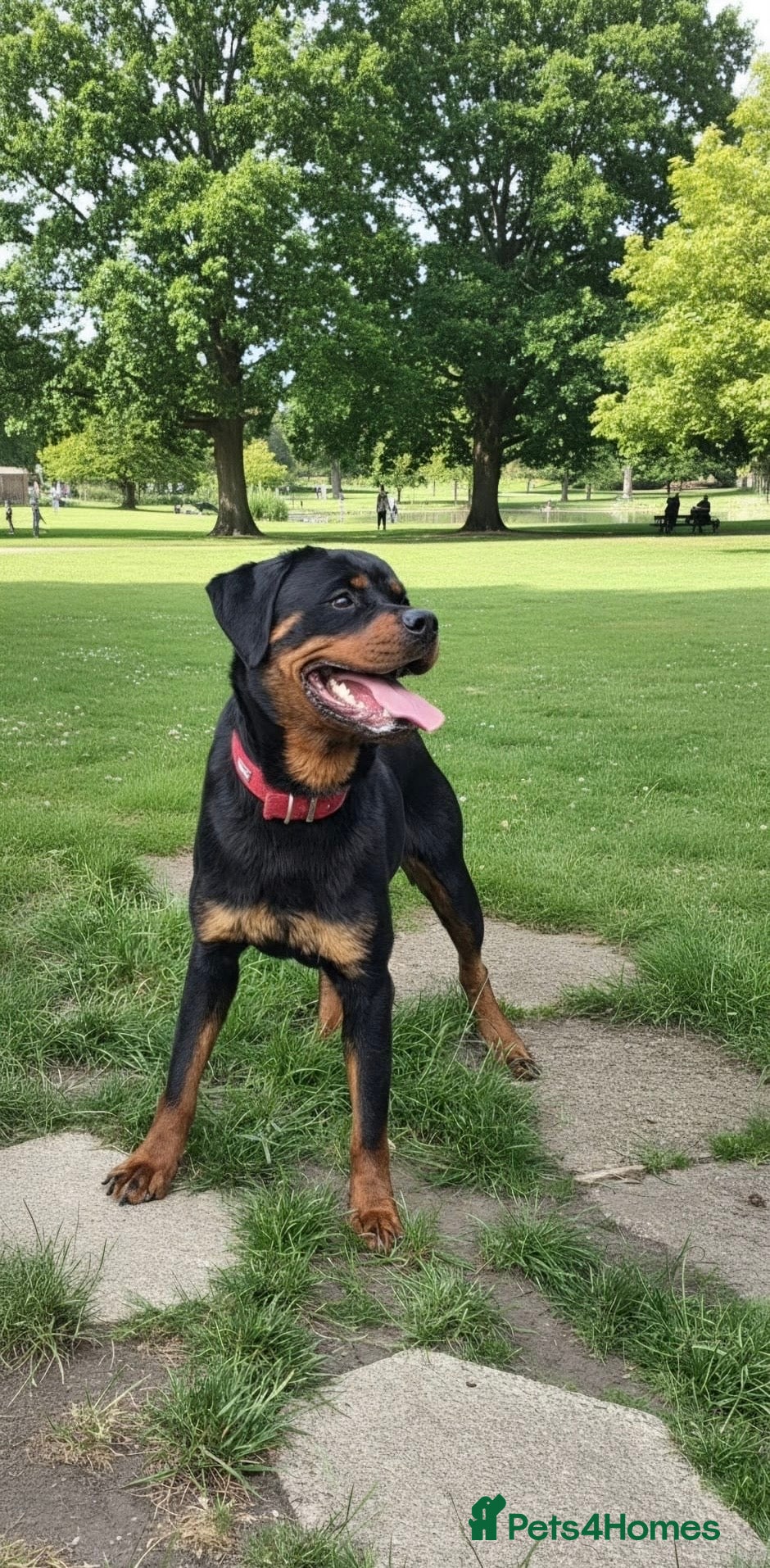 Rottweiler dogs Amazingly beautiful 1.5 years Rottie - Advert 1