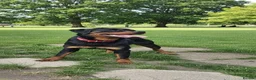Rottweiler dogs for sale: Amazingly beautiful 1.5 years Rottie in Oldbury - Advert 1