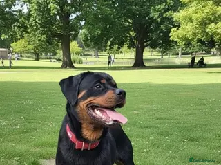 Rottweiler dogs Amazingly beautiful Rottie - Advert 1