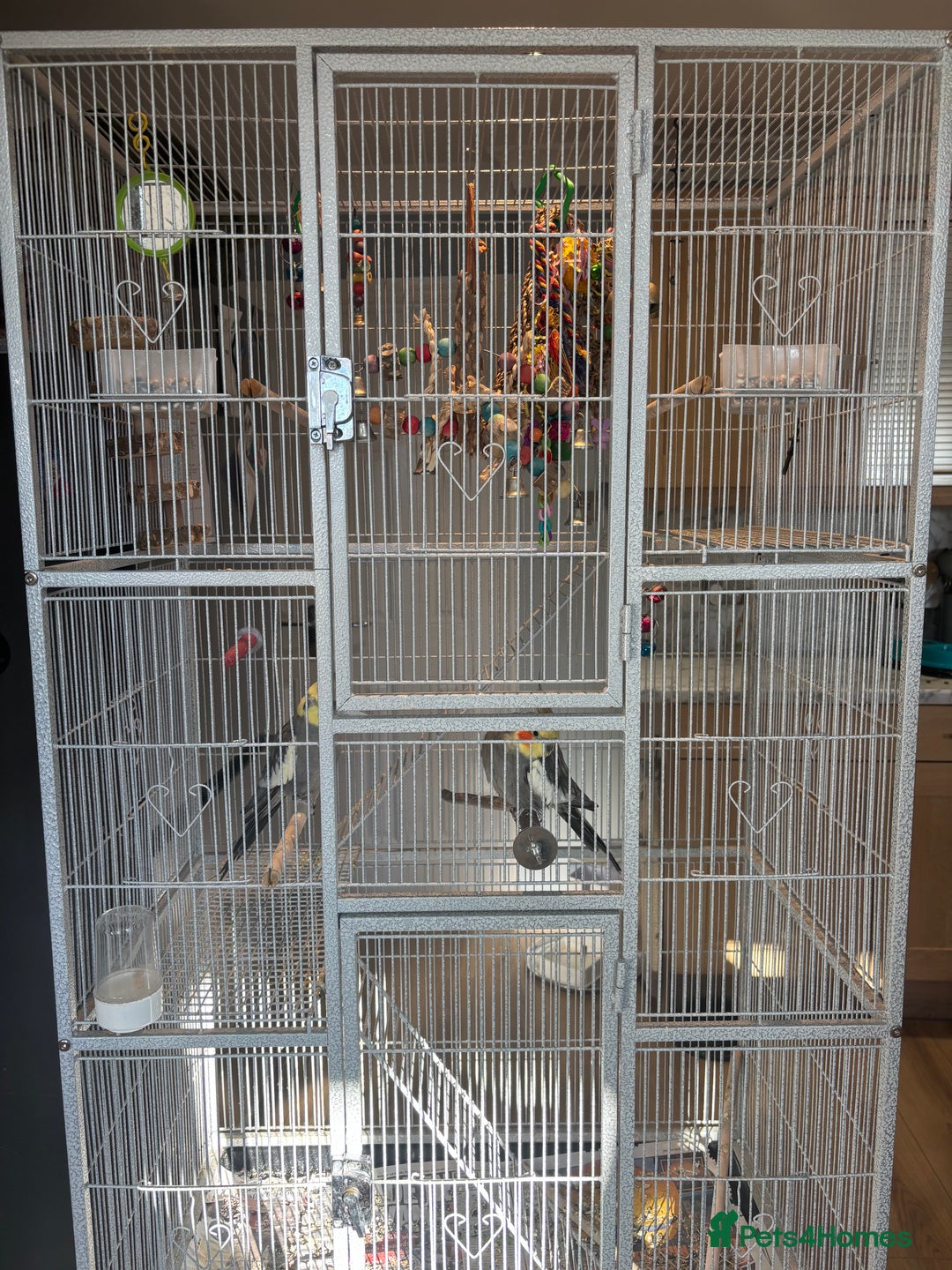 Cockatiels birds for sale: 2 x male cockatiels for sale - Advert 4