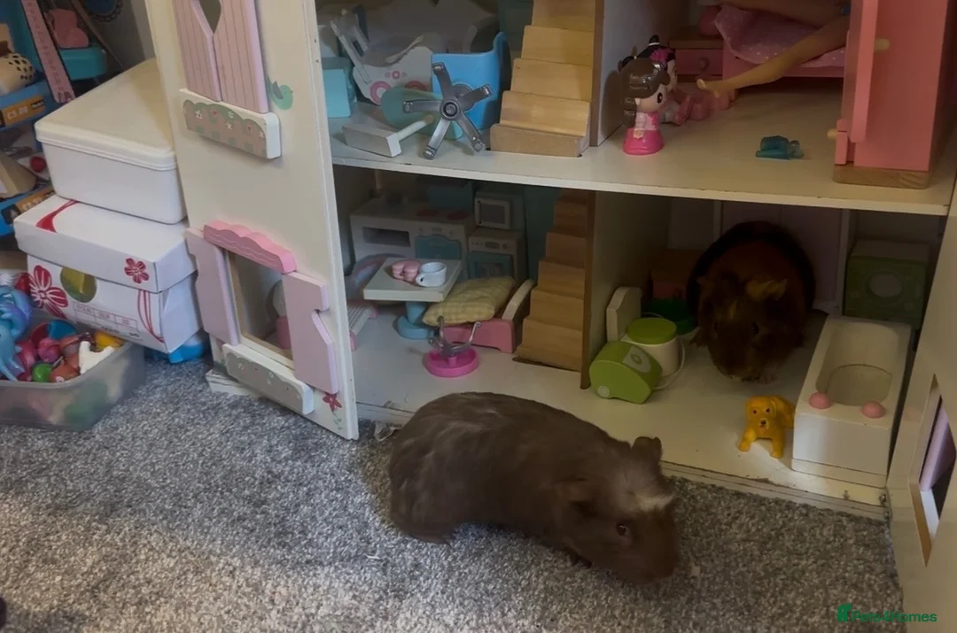 Guinea Pig rodents for sale: Two guinea pigs with enclosure and accessories in Slough - Advert 6