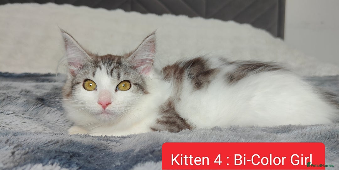 Maine Coon cats for sale: Norwegian Forest Mix European Maine coon Kittens  in Glasgow - Image 1