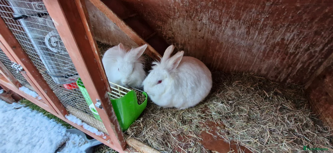 Mini Lion Lop rabbits for sale: Lion Rabbit female - Advert 3