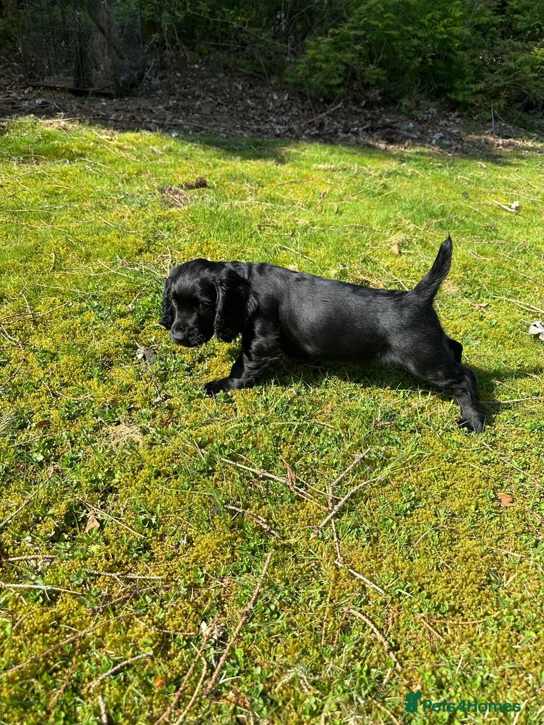 Cocker Spaniel dogs for sale: Beautiful cocker spaniel puppies in Blairgowrie - Advert 1