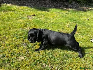 Cocker Spaniel dogs Beautiful cocker spaniel puppies - Advert 2