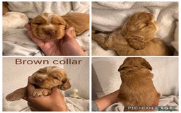 Cocker Spaniel dogs for sale: 🐶 Beautiful Show Cocker Spaniel Puppies 🐾 - Image 6