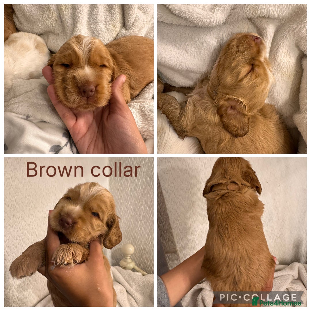 Cocker Spaniel dogs for sale: 🐶 Beautiful Show Cocker Spaniel Puppies 🐾 - Image 6