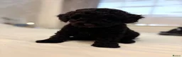 Bordoodle dogs for sale: Miniature Bordoodle Puppies F1BBB in South Shields - Advert 13