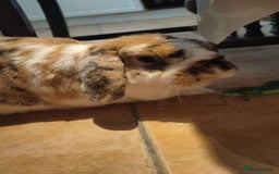 French Lop rabbits for sale: Bonded Pair, Blue French Lop and Holland Mini Lop - Advert 4