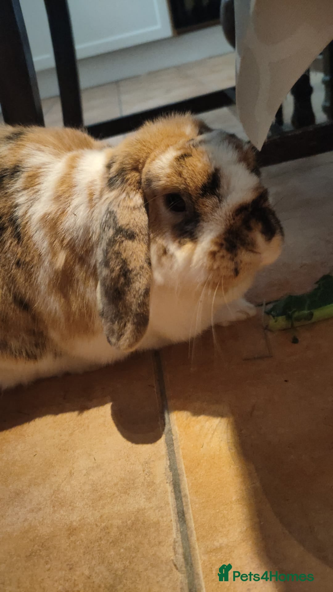 French Lop rabbits for sale: Bonded Pair, Blue French Lop and Holland Mini Lop - Advert 4