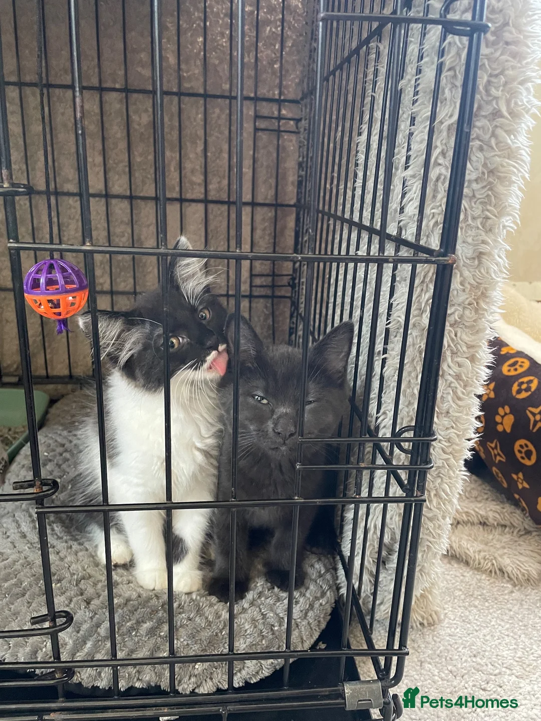 Mixed Breed cats for sale: 2 lovely kittens looking for their new home  in Godalming - Advert 4