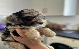 Sheepadoodle dogs for sale: F1b mini sheepadoodles - Image 20